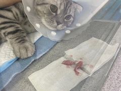 -达爱动物医院·犬猫分区·CT·复杂眼科(远洋山水分院)