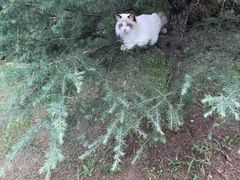 -欣宠猫屋·矮脚拿破仑·蓝金金渐层