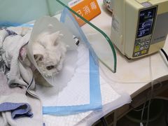 -纳吉亚猫专科动物医院博雅分院