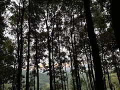 -阳台山森林公园