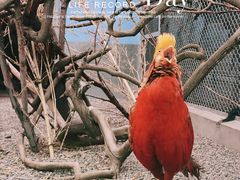 -青藏高原野生动物园