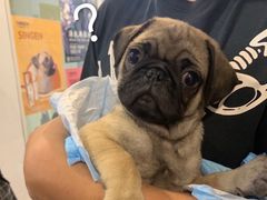 -翊宠yipet猫狗购宠庄园犬舍•猫舍