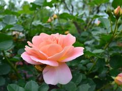 -上海鲜花港