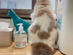 -猫在这儿猫咪咖啡馆·撸猫馆