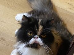 -Meowの猫咖(万家丽店)