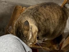 -章记正宗南岗鱼蛋火锅