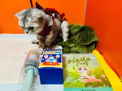 -瑞派福兴宠物医院犬猫全科·骨科·中西医结合(河东店)