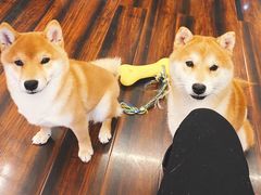 -豆柴町-柴犬主题狗咖(红鼎国际C座店)
