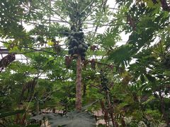 -呀路古热带植物园