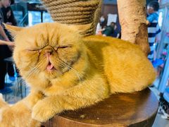 -more than meow吴止猫主题餐厅(承德 中船汇店)