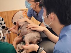 -御宝贝24h宠物医院·转诊中心·CT核磁血透中心(厦门总院)