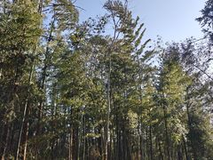 -冶父山国家森林公园