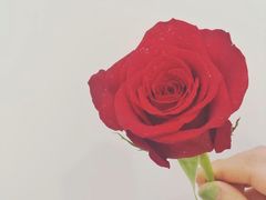 -Butchart布查德鲜花(花艺设计中心)