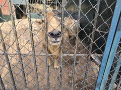 -大连森林动物园