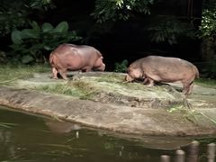 -夜间野生动物园
