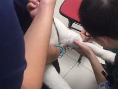 -利又安动物医院··老年病·猫科犬科·中兽医