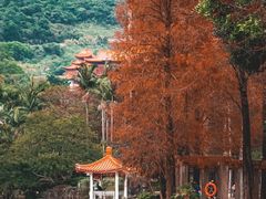 -深圳仙湖植物园