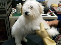 -酷狗靓猫宠物·洗护·美容·寄养(航北路店)