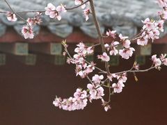 -桃花堤公园