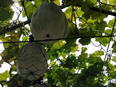 -东方巨龟苑景区