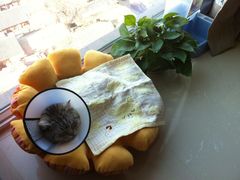 -纳吉亚猫专科动物诊疗中心(蒋宅口分院)
