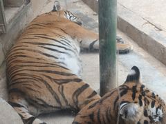 -栾川竹海野生动物园