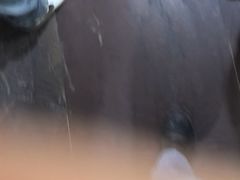 -皖北巫氏三胖地锅鸡(长淮总店)