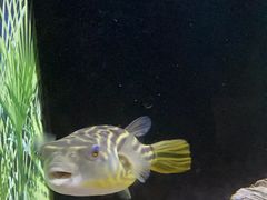 -上海海洋水族馆