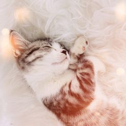 -卡卡喜糖伴手礼·商务礼宝宝礼·婚礼用品