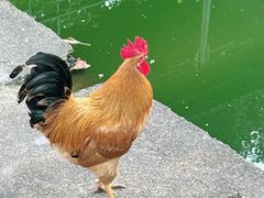 -木子山庄·安徽省老字号·中国炖锅宴