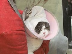 -PETKIT 小佩宠物·低压洗护·美容·寄养(安远店)