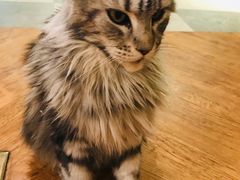 -猫小院猫主题餐厅(三里屯店)