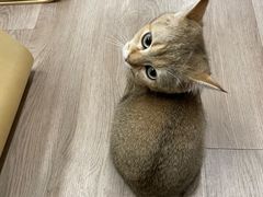 -柴迷FANS CLUB·柴犬狗咖·猫咖
