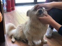 -瑞派·关忠动物医院·异宠专科·犬猫肿瘤·皮肤专科(望京店)