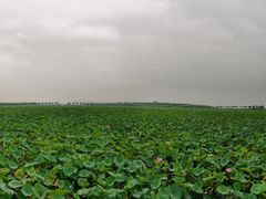 -天津东丽湖风景区