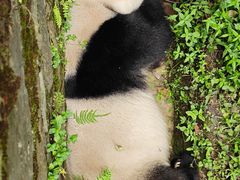 -都江堰中华大熊猫苑