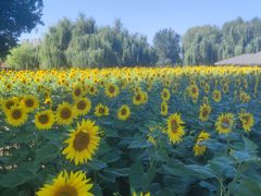 -长白岛森林公园