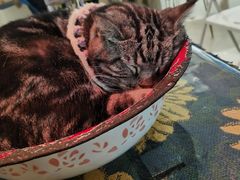 -平行世界·猫咖(首经贸店)