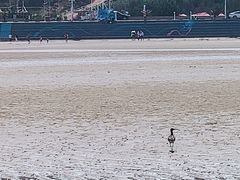 -长江澳风力发电景观区
