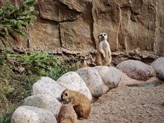 -西霞口神雕山野生动物世界