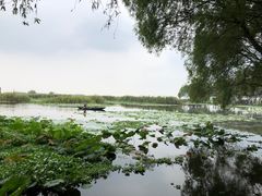 -洪湖生态旅游区