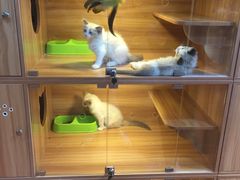 -猫十亿·布偶金渐层·曼基康矮脚猫舍(青年路店)