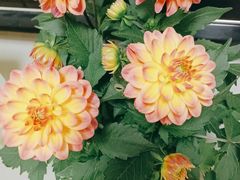 -曲阳花鸟市场(曲阳路店)