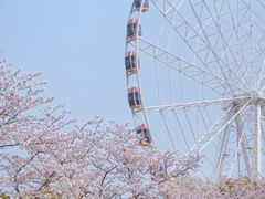 -顾村公园