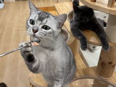 -有喵·猫咖·狗咖·30几只猫10只小狗(岗厦店)