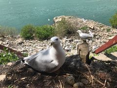 -尼亚加拉瀑布州立公园