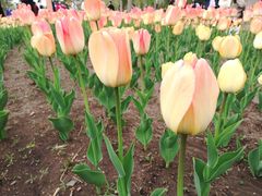 -长春公园(普阳街道)