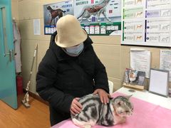 -北京观赏动物医院·24小时大型综合·猫专科·异宠专科