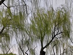 -柳浪闻莺公园