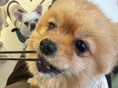 -怪兽屋·羊驼·猫咖·狗咖(俊华广场店)